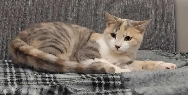 BONNIE, 6 mesi, dolce come il miele Foto 2